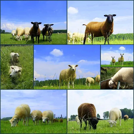 Raafjeshof - * Culemborg